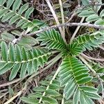 Acaena cylindristachya Ravina
