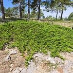 Juniperus sabina Habitat