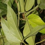 Dalechampia websteri Hoja