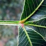 Lithraea molleoides Hoja