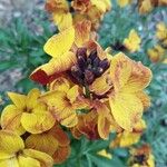 Erysimum × cheiriFlor