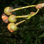Marcgravia brownei Fruto