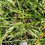 Succisella inflexa 葉