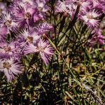 Dianthus sternbergii 花