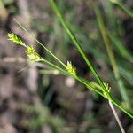 Carex remota Froito