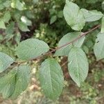 Prunus brigantina Leaf