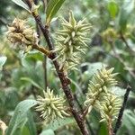 Salix glauca Flower