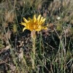 Scorzonera austriaca Flor