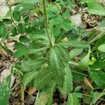 Leucanthemum pallens Foglia