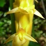 Calathea similis Flower