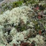 Cladonia stellarisLeaf