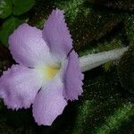 Episcia lilacina പുഷ്പം