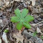 Podophyllum peltatum Fulla