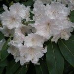 Rhododendron vernicosum Blüte