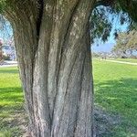 Agonis flexuosa 樹皮