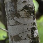 Diospyros egrettarum Bark