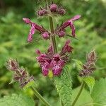 Stachys sylvatica Blomst