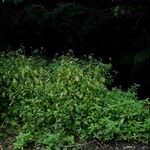 Hygrophila costata Habit