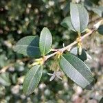 Phillyrea latifolia برگ