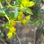 Euphorbia spinosa Floare