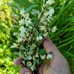 Cytisus multiflorus Flower