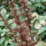 Astilbe rubra Fruit