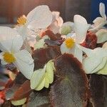 Begonia hirtella Kukka