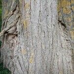 Sophora japonica Bark