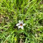 Sisyrinchium rosulatum Kvet