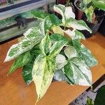 Syngonium angustatum Други