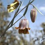 Fritillaria pyrenaicaFlower