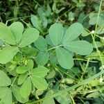 Cassia obtusifolia Leaf