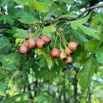 Crataegus azarolusFruit