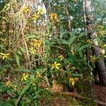 Helianthus divaricatusFloare