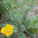 Glaucium flavum Habitus