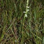 Spiranthes aestivalis Habit