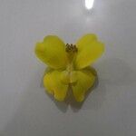 Cenostigma tocantinum പുഷ്പം