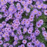 Symphyotrichum dumosum Flower