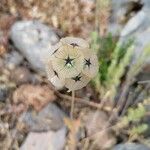 Scabiosa stellata Квітка