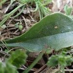 Globularia vulgaris List