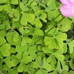 Oxalis debilis 葉