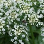 Peucedanum ostruthium Кветка