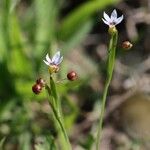 Sisyrinchium rosulatum പുഷ്പം