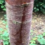 Betula utilis Ŝelo