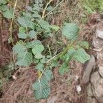 Rubus ellipticus 葉