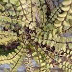 Asplenium trichomanes Συνήθη χαρακτηριστικά