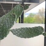 Consolea rubescens Hoja