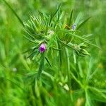 Geranium dissectumFlower