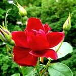 Rosa chinensis Blüte