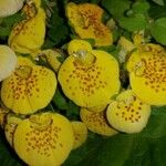 Calceolaria integrifolia Flor